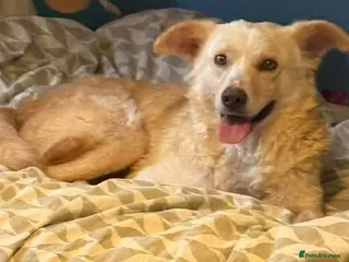 Mixed Breed dogs Gorgeous George - Advert 1