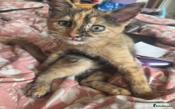 Ragdoll cats for sale: Female Ragdoll x Russian blue kitten - Image 1
