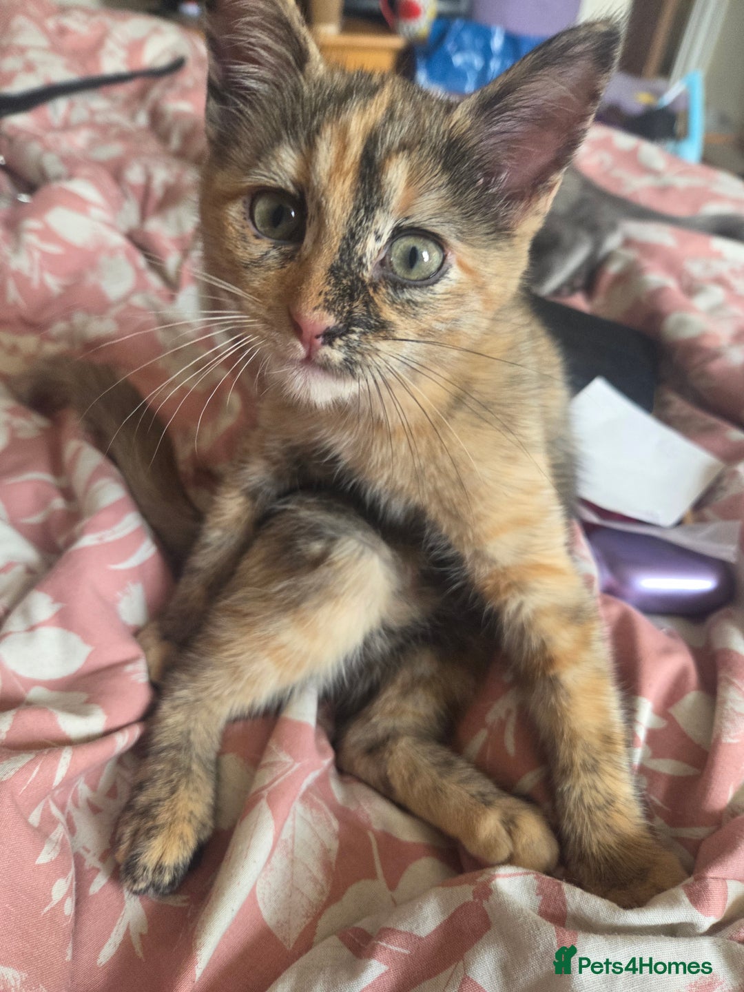 Ragdoll cats for sale: Female Ragdoll x Russian blue kitten - Image 1