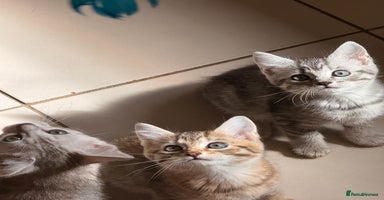 Mixed Breed cats - Advert 13