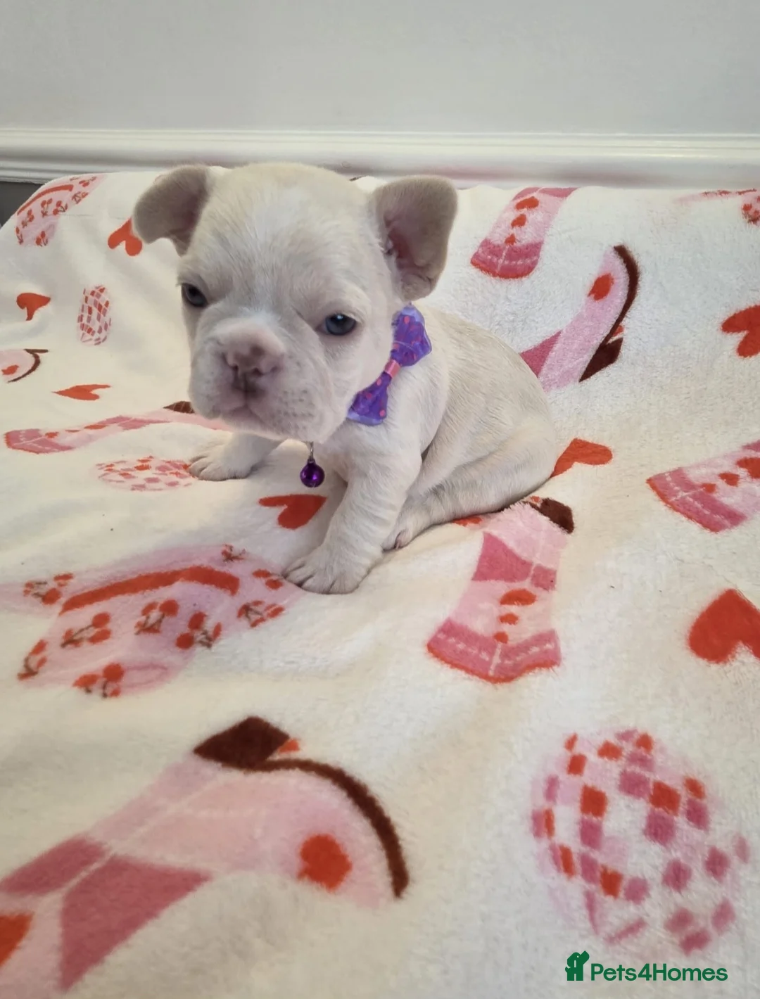 French Bulldog dogs for sale: Beautiful Frenchie puppies - Advert 16