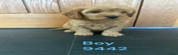 Cavapoo dogs for sale: Cavapoo pups F1 reds parent's DNA TESTED  - Advert 5