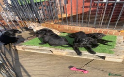 Labradoodle dogs for sale: F1 labradoodles  - Image 13