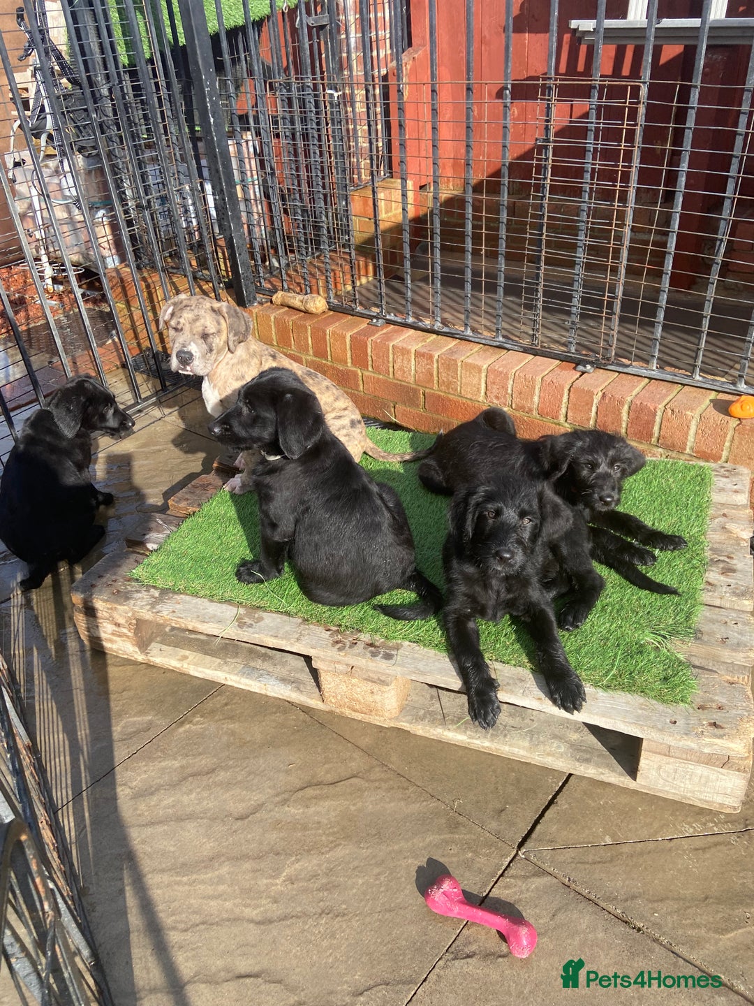 Labradoodle dogs for sale: F1 labradoodles  - Image 13