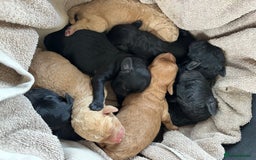 Labradoodle dogs for sale: Miniature Labradoodle Puppies - Image 1