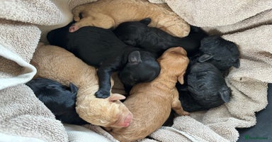 Labradoodle dogs - Advert 1