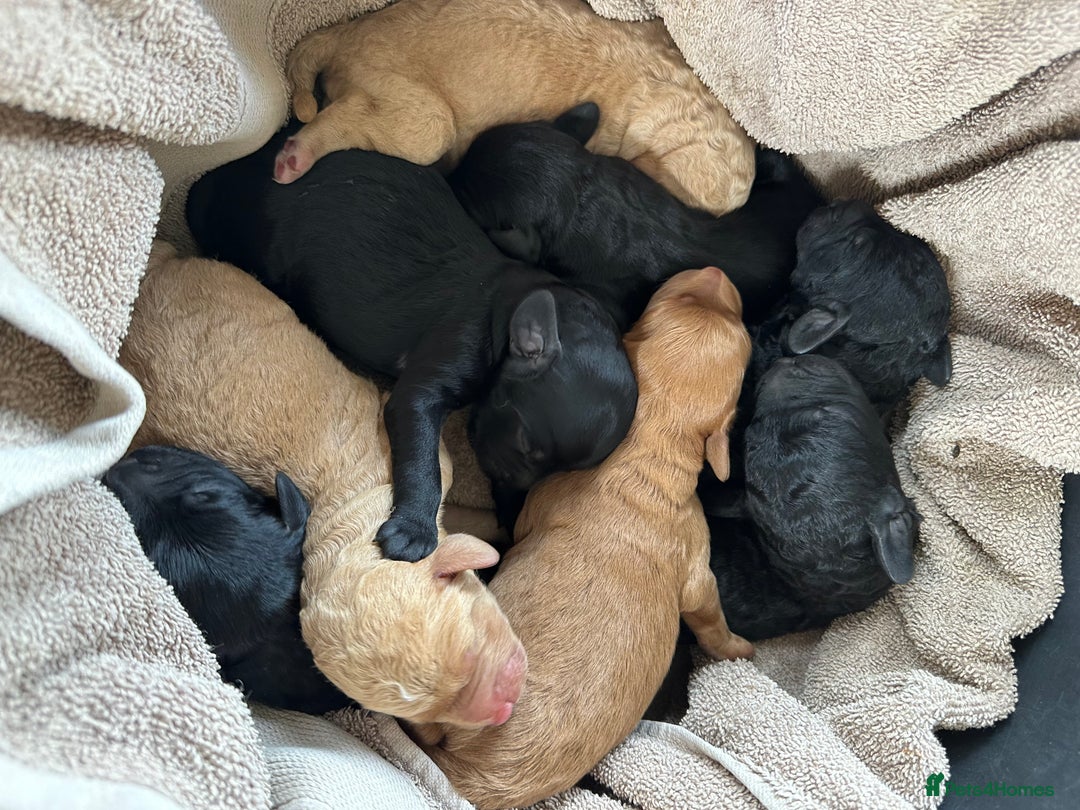 Labradoodle dogs for sale: Miniature Labradoodle Puppies - Image 1