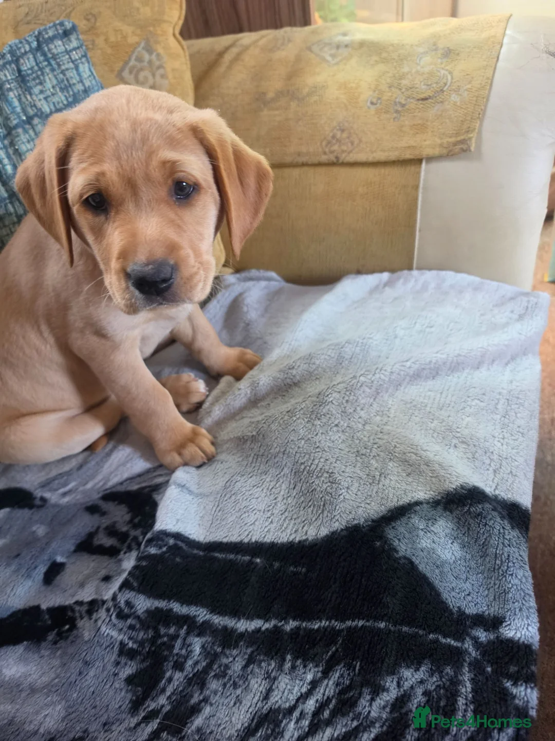 Labrador Retriever dogs for sale: 9 week old bitch for sale. - Advert 1