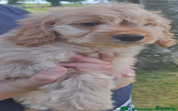 Mixed Breed dogs for sale: Cavapoochon Sadly re homing  - Image 1