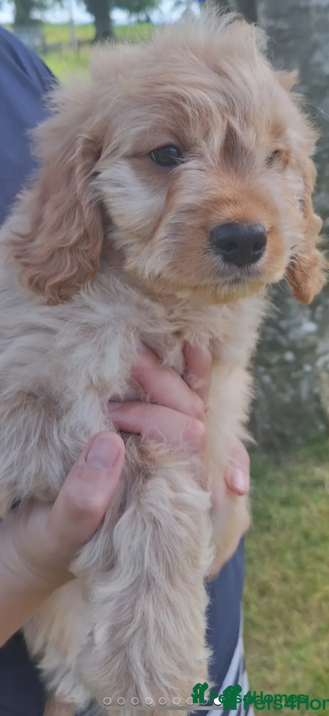Mixed Breed dogs for sale: Cavapoochon Sadly re homing  - Image 1