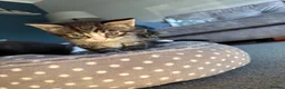 Mixed Breed cats for sale: 3 kittens for sale  - Advert 2