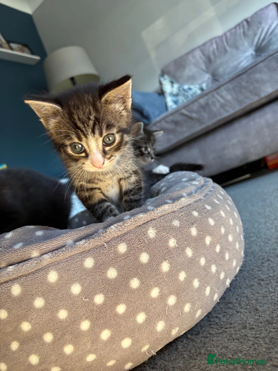 Mixed Breed cats for sale: 3 kittens for sale  - Advert 2
