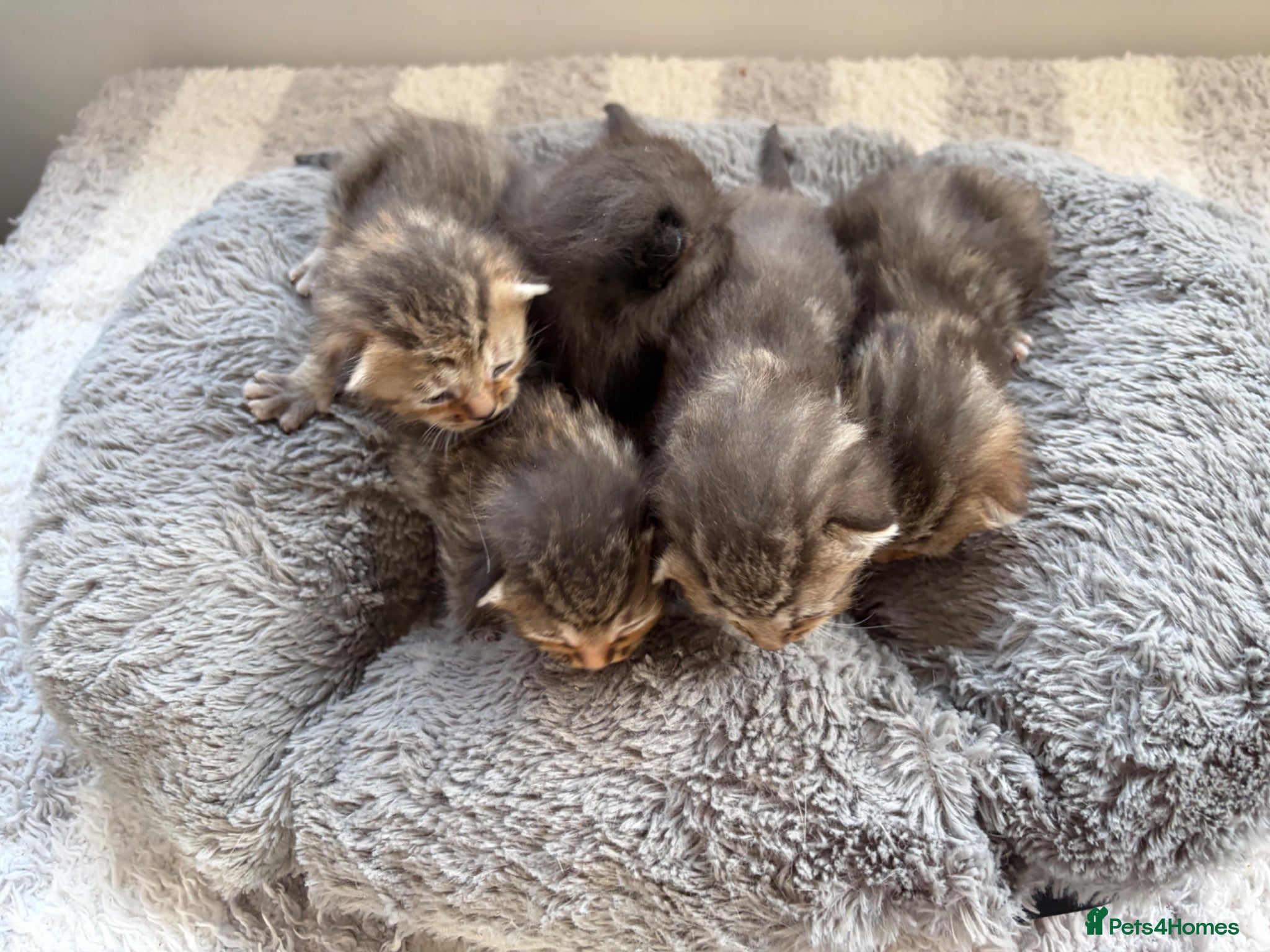 Mixed Breed cats Beautiful tabby kittens - Advert 2
