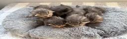 Mixed Breed cats for sale: Beautiful tabby kittens - Advert 1