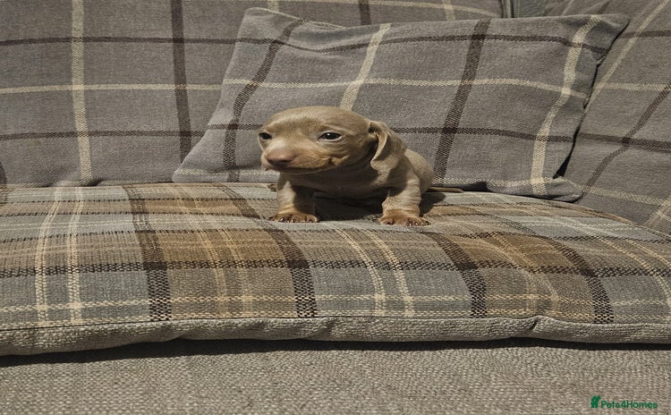 Dachshund dogs - Advert 5