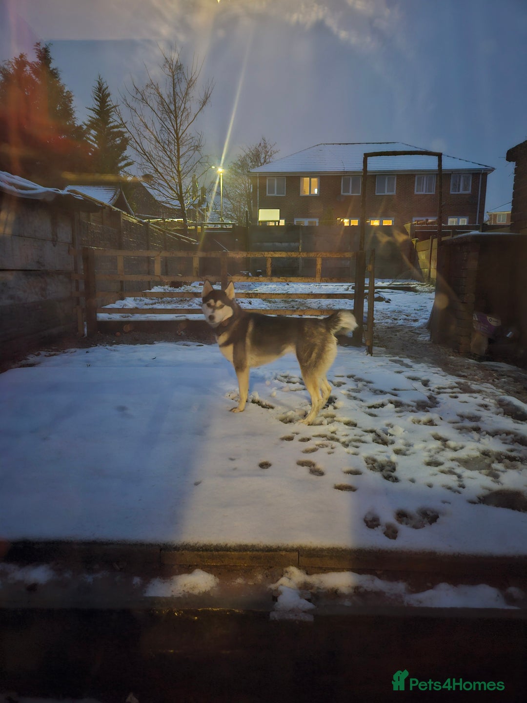 Siberian Husky dogs for sale: Siberian husky  - Advert 4