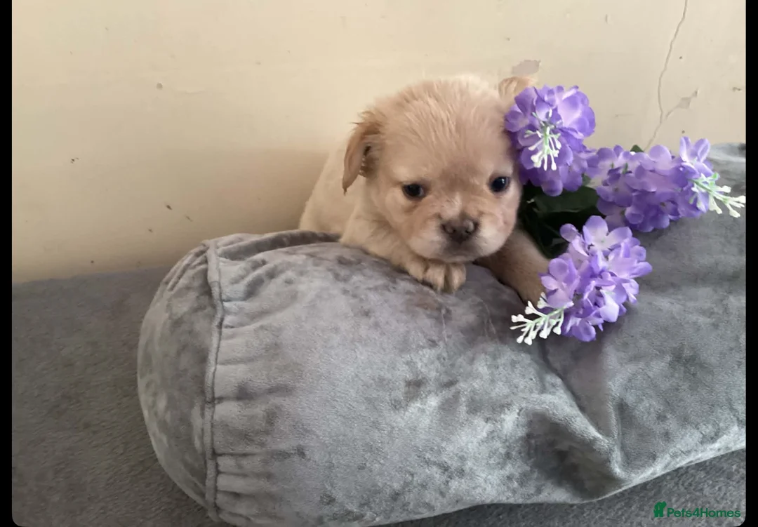 French Bulldog dogs for sale: Beautiful fluffy  - Advert 2