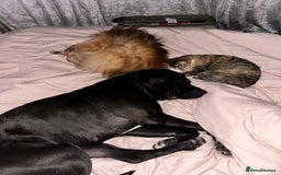 Mixed Breed dogs for sale: 3 year old Cane corso cross bitch - Image 4