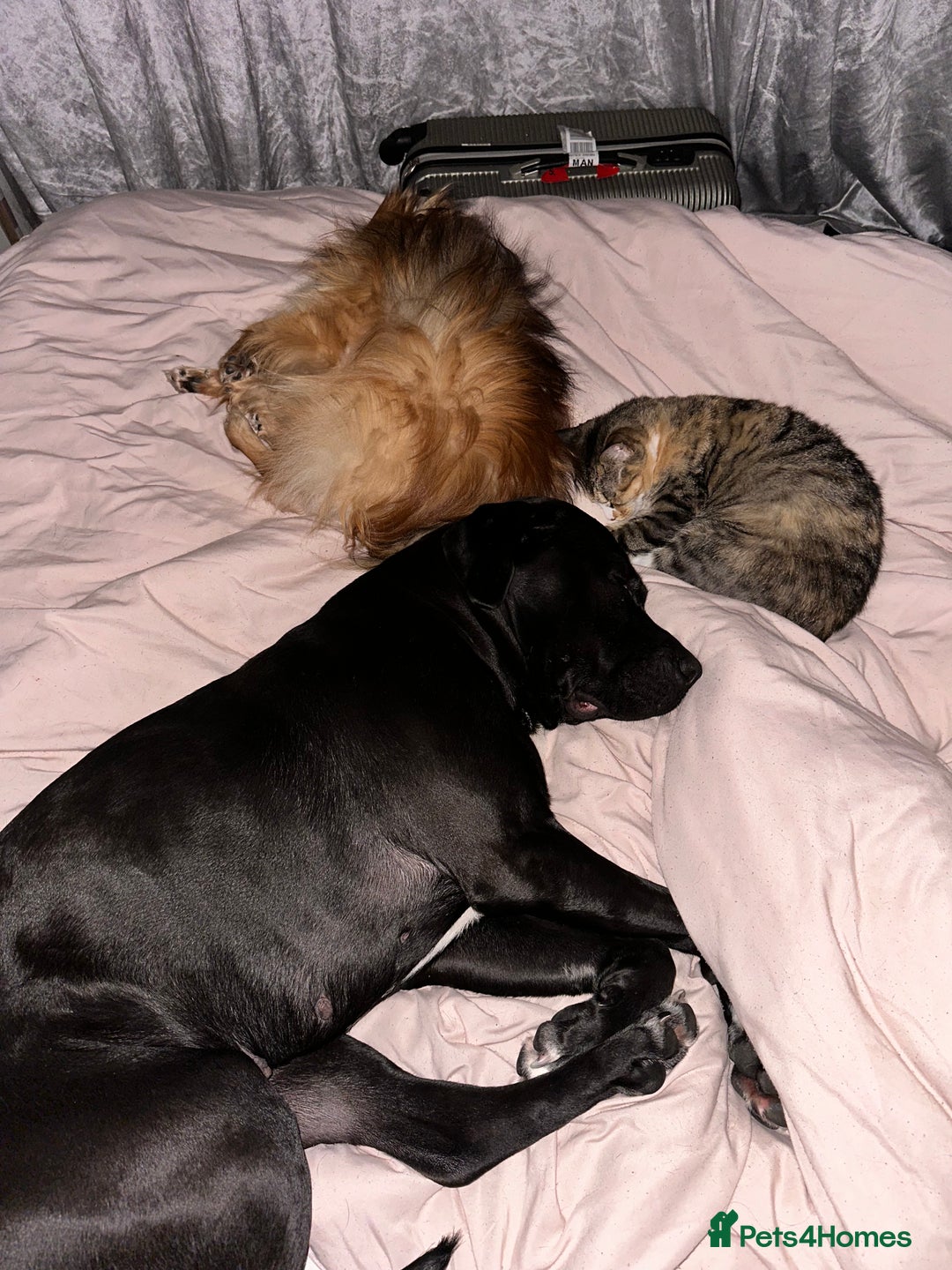 Mixed Breed dogs for sale: 3 year old Cane corso cross bitch - Image 4