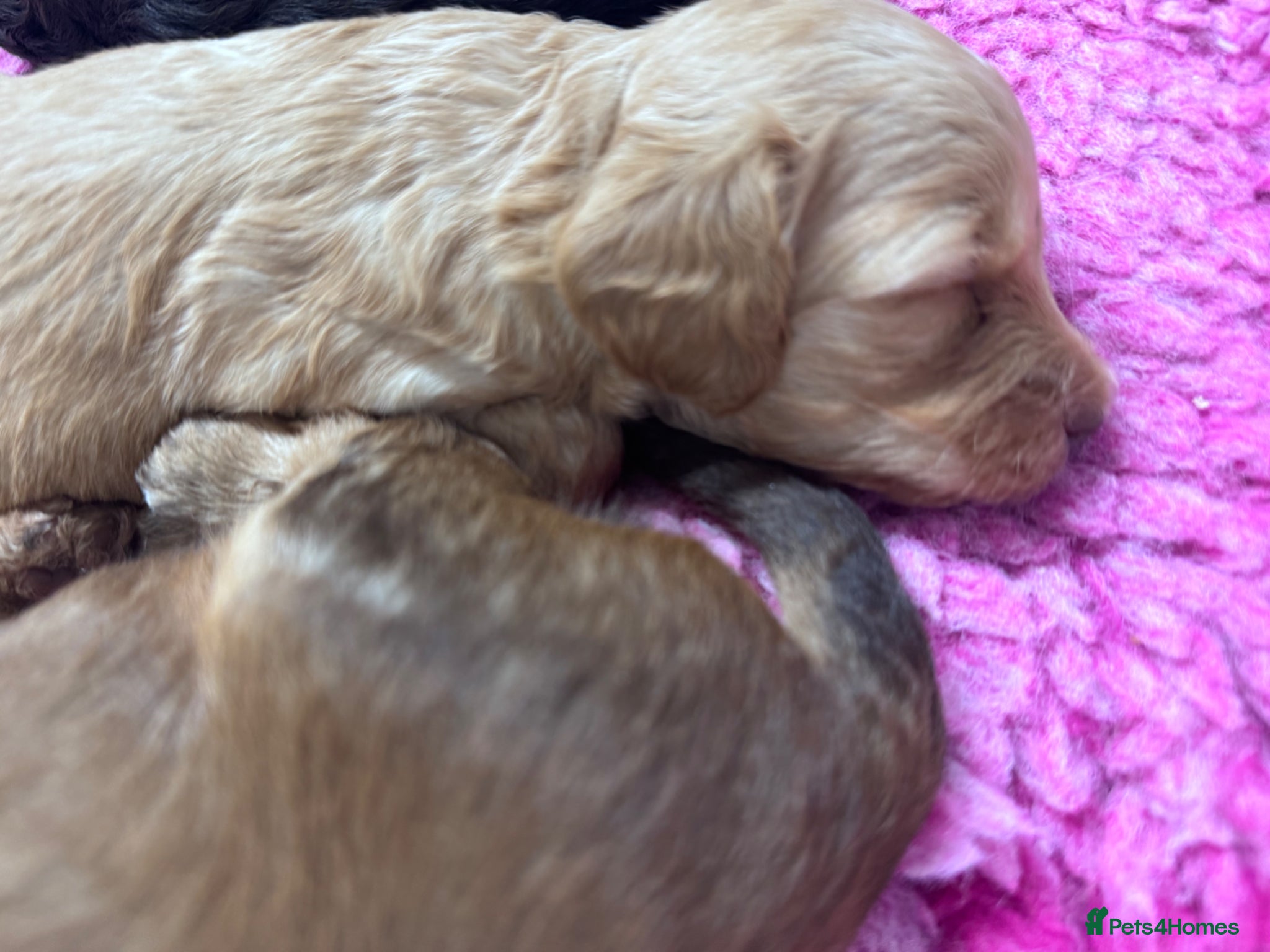 Doxiepoo dogs Daxipoo’s miniature Dachshund x toy poodle - Advert 2