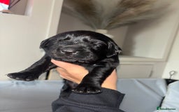 Goldador dogs for sale: Beautiful chunky goldador puppies  - Image 9