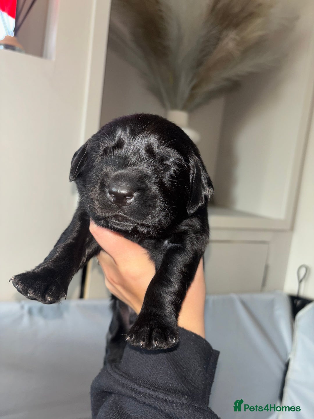 Goldador dogs for sale: Beautiful chunky goldador puppies  - Image 9