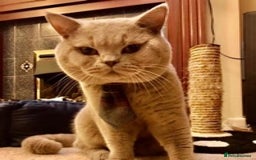 British Shorthair cats for stud: Lilac British Shorthair Stud service only in Huddersfield - Image 6