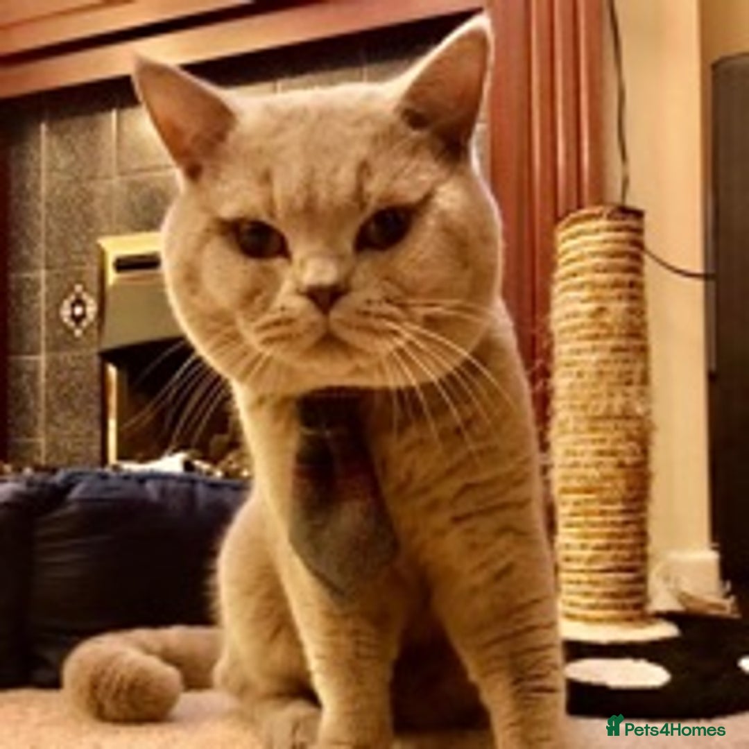 British Shorthair cats for stud: Lilac British Shorthair Stud service only in Huddersfield - Image 6