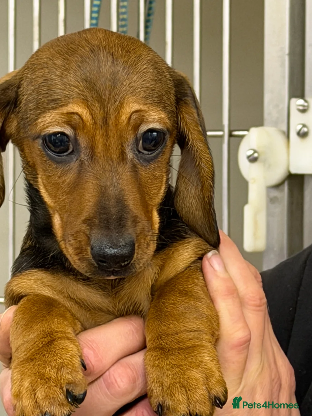 Miniature Dachshund dogs for sale: Beautiful mini dachshund puppy's now available  - Advert 13