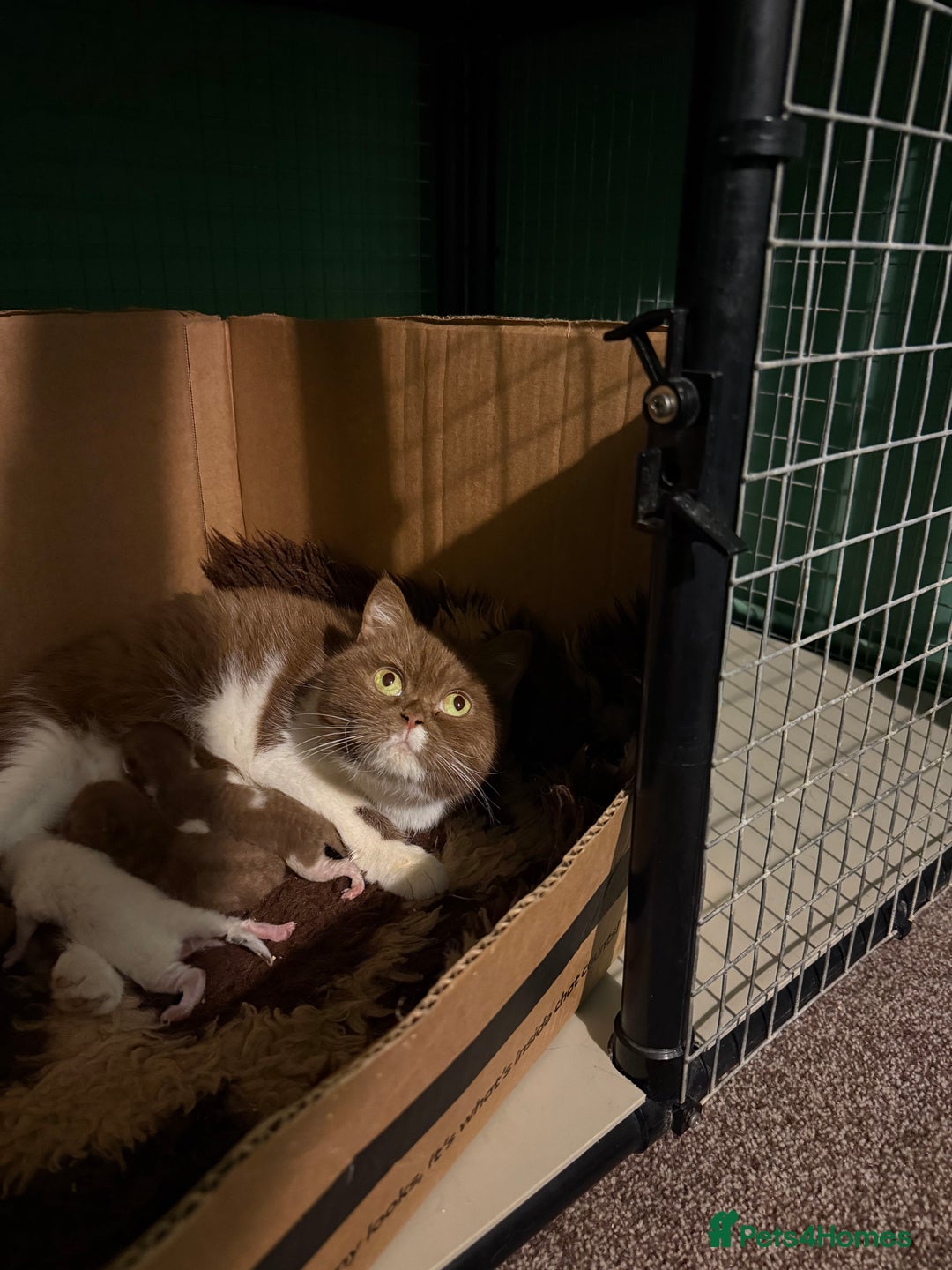 British Shorthair cats for sale: Cinnamon bi colour colourpoint  - Advert 4