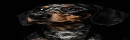 Miniature Dachshund dogs for sale: 2 year old miniature dachshund  in Lochgelly - Advert 5