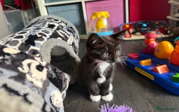 Mixed Breed cats for sale: tuxedo ghost tabby kittens - Image 27