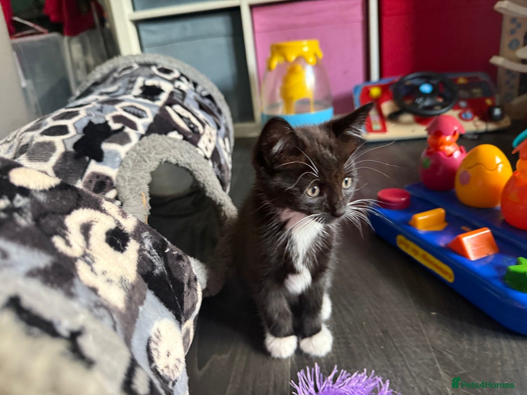 Mixed Breed cats for sale: tuxedo ghost tabby kittens - Image 27