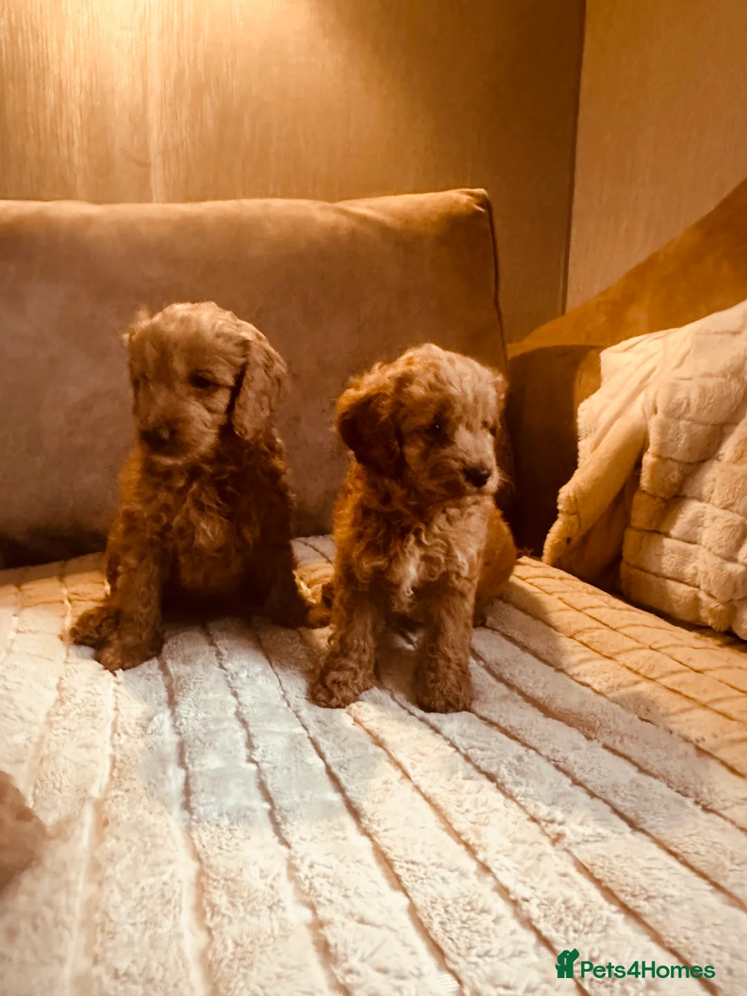 Cockapoo dogs for sale: Stunning cockapoos DNA health tested - Advert 8