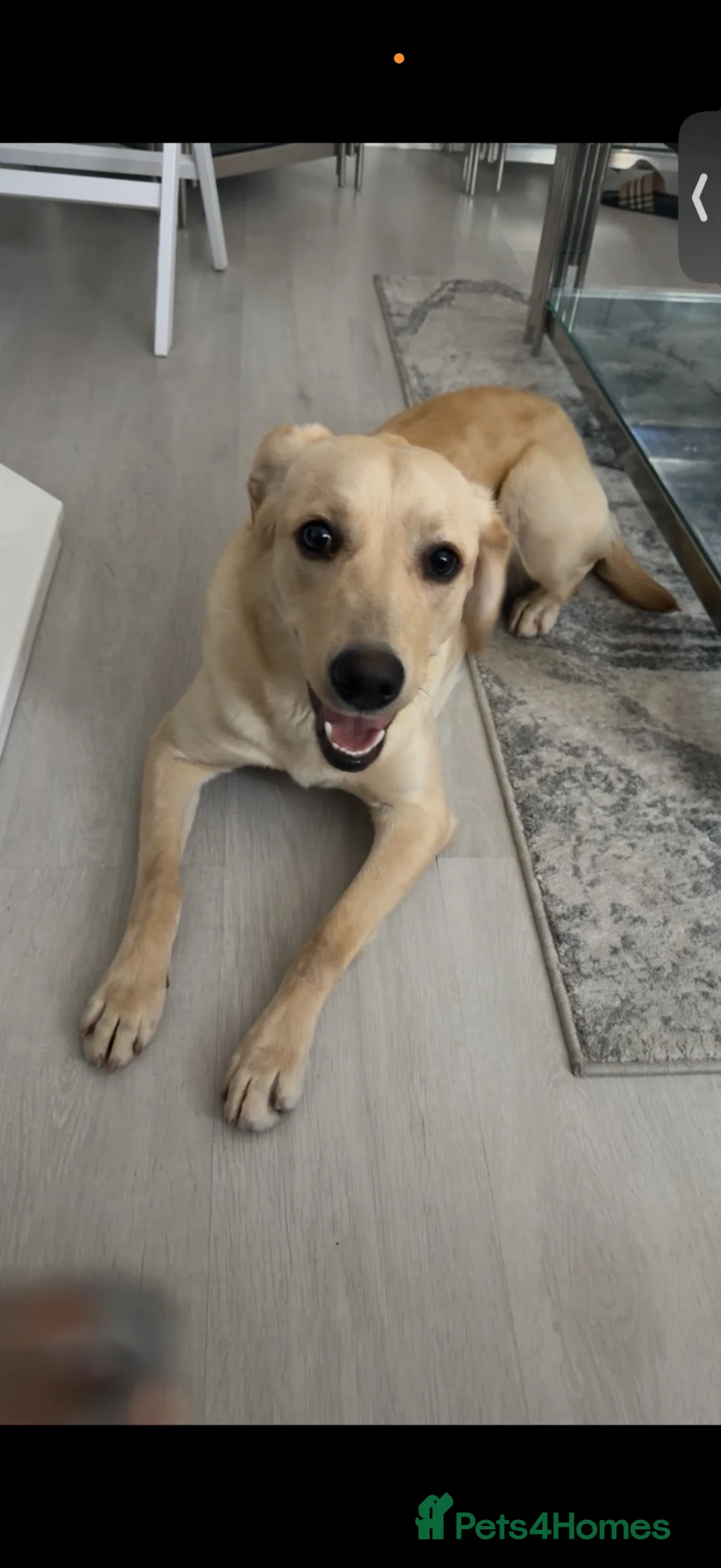 Goldador dogs for sale: Female Labrador (Goldador)  - Advert 2