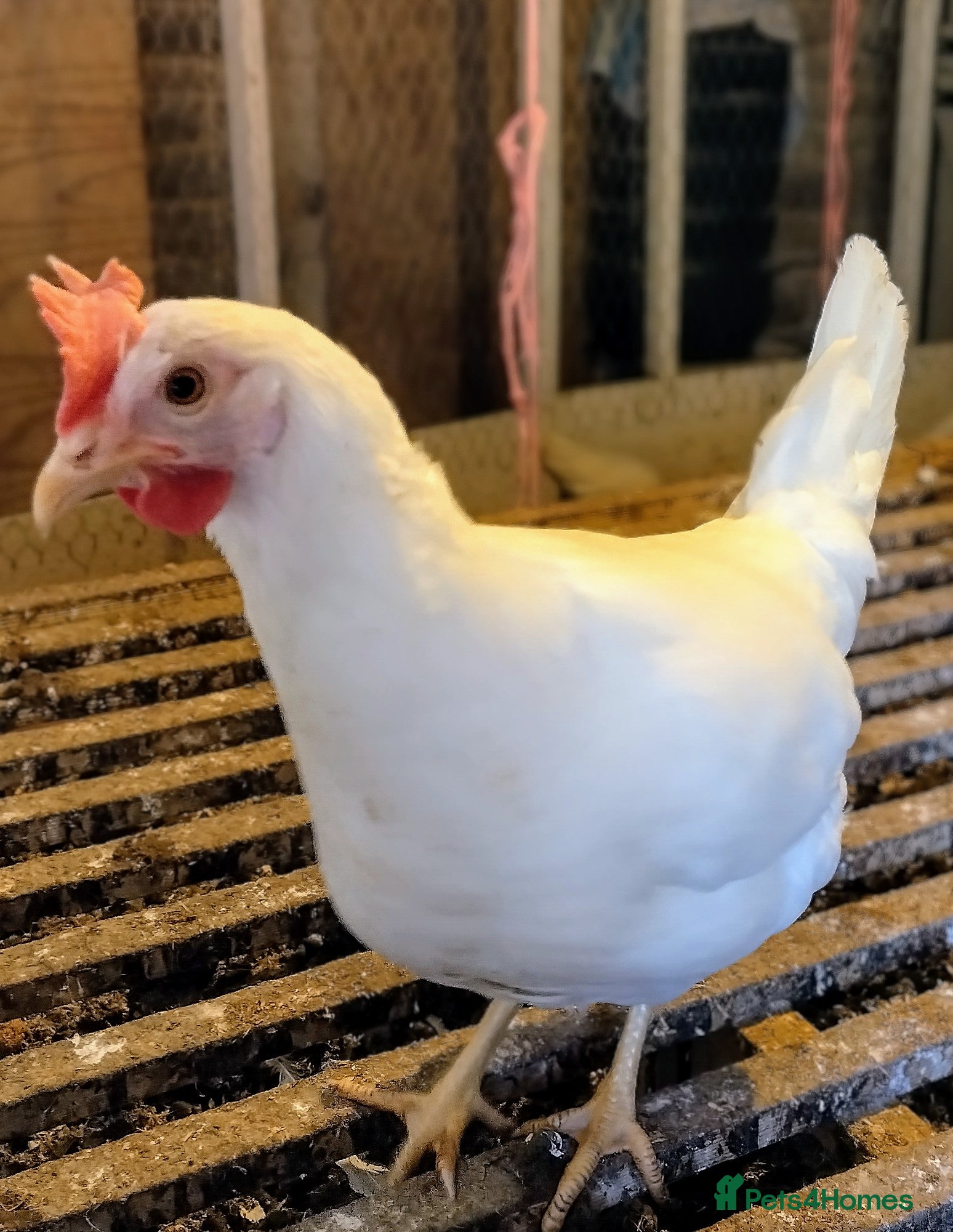 Chickens poultry Point of lay white stars  - Advert 1