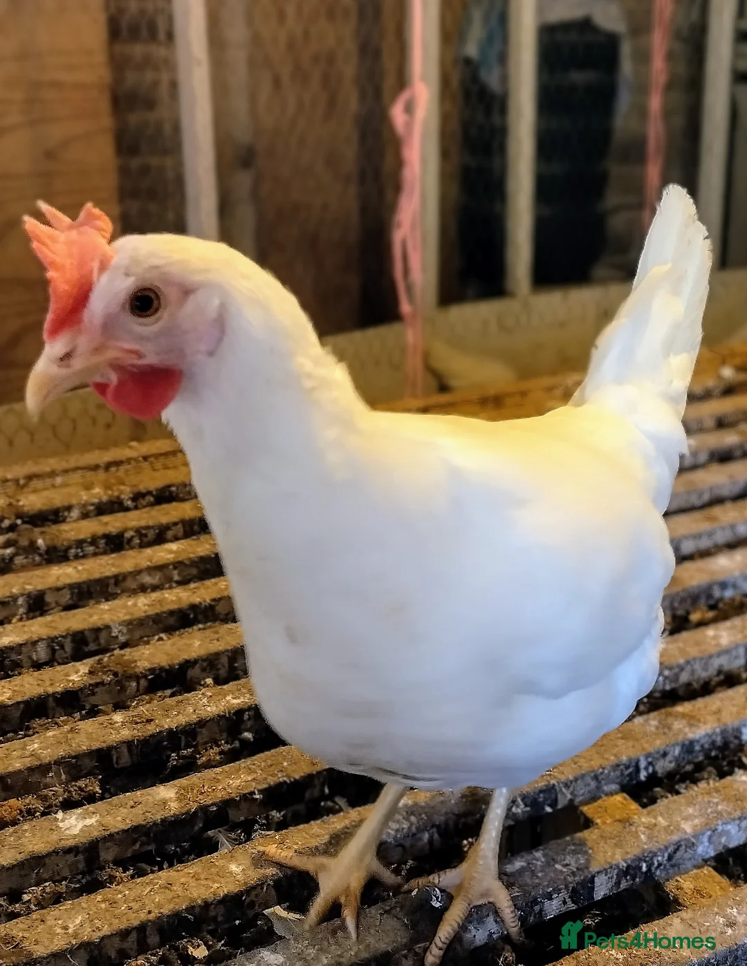 Chickens poultry for sale: Point of lay white stars  - Advert 1