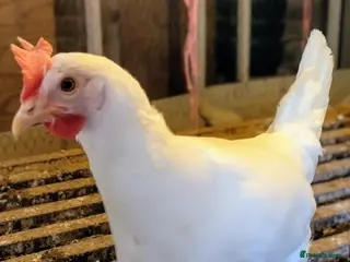 Chickens poultry Point of lay white stars - Advert 1