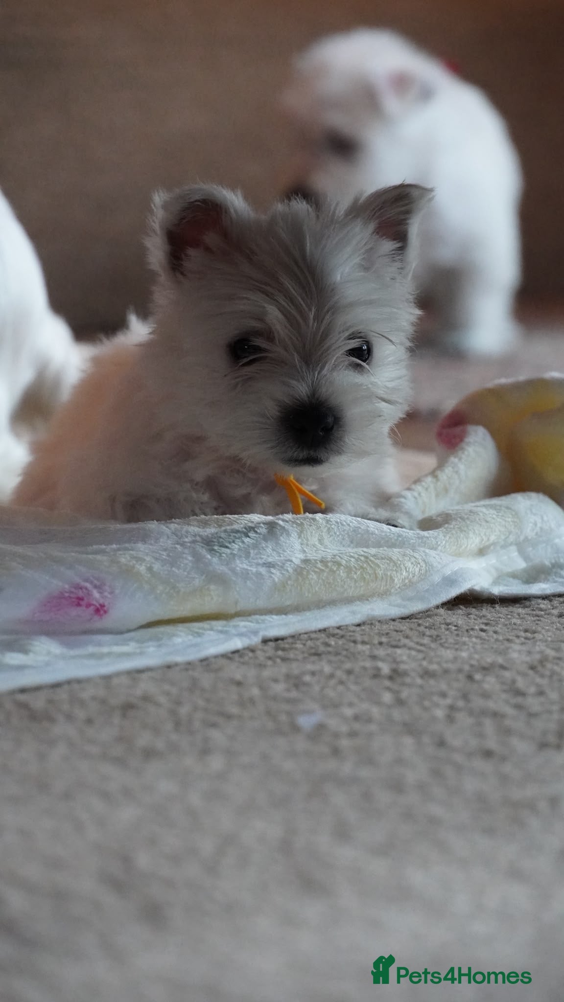 West Highland Terrier dogs for sale: Westie puppies - Advert 2