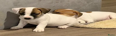 Mixed Breed 5