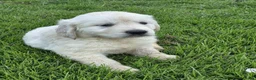 Golden Retriever dogs for sale: ADORABLE GOLDEN RETRIEVER PUPPIES  - Advert 6