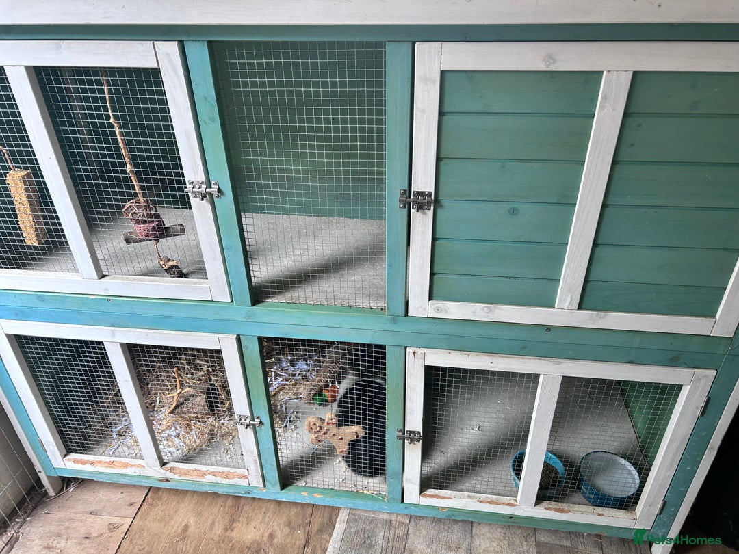 Mini Lop rabbits for sale: Male mini lop rabbit  - Image 6