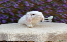 Mini Lop rabbits for sale: Mini lop sibling pair  - Image 7