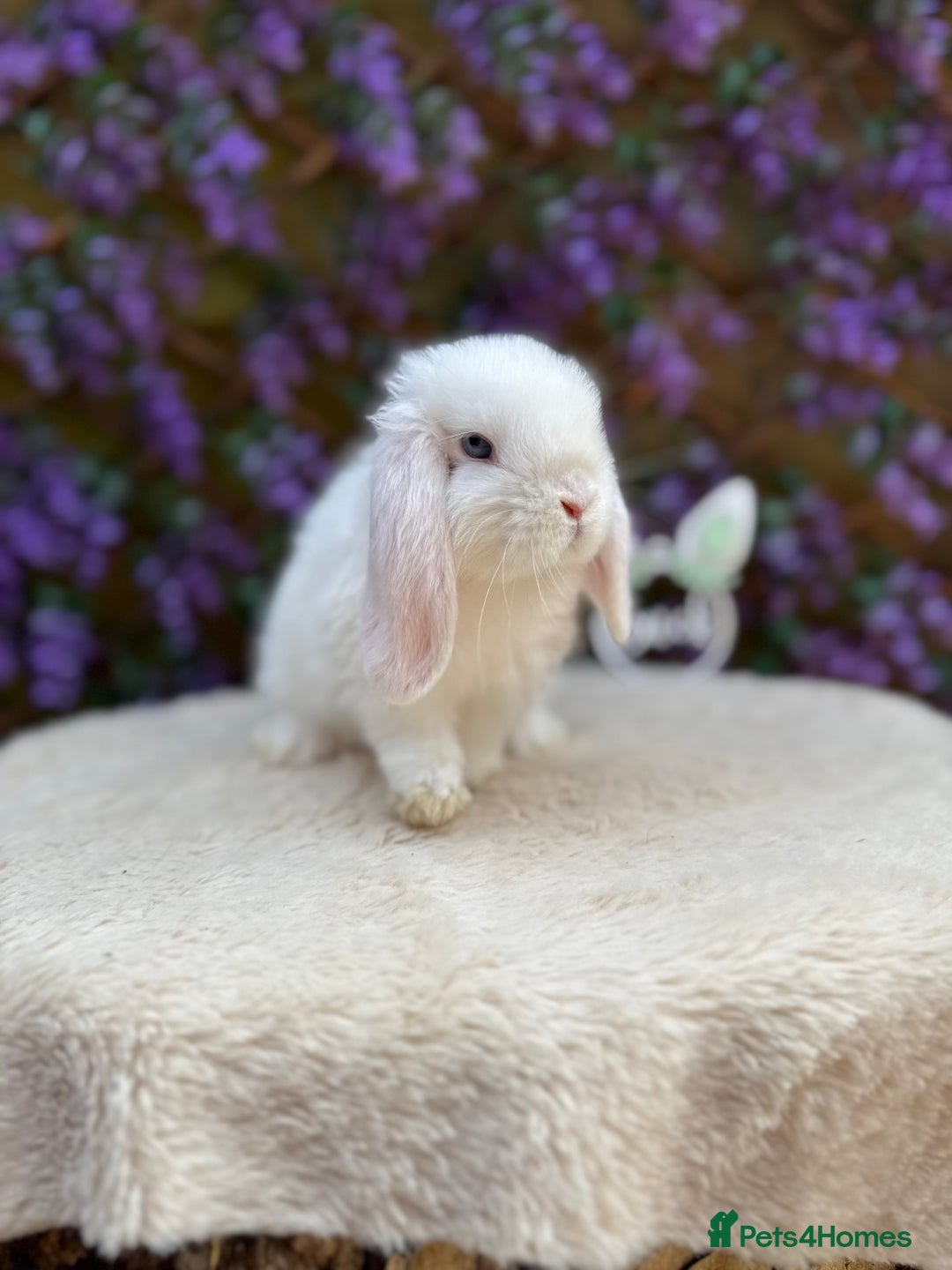 Mini Lop rabbits for sale: Mini lop sibling pair  - Image 7