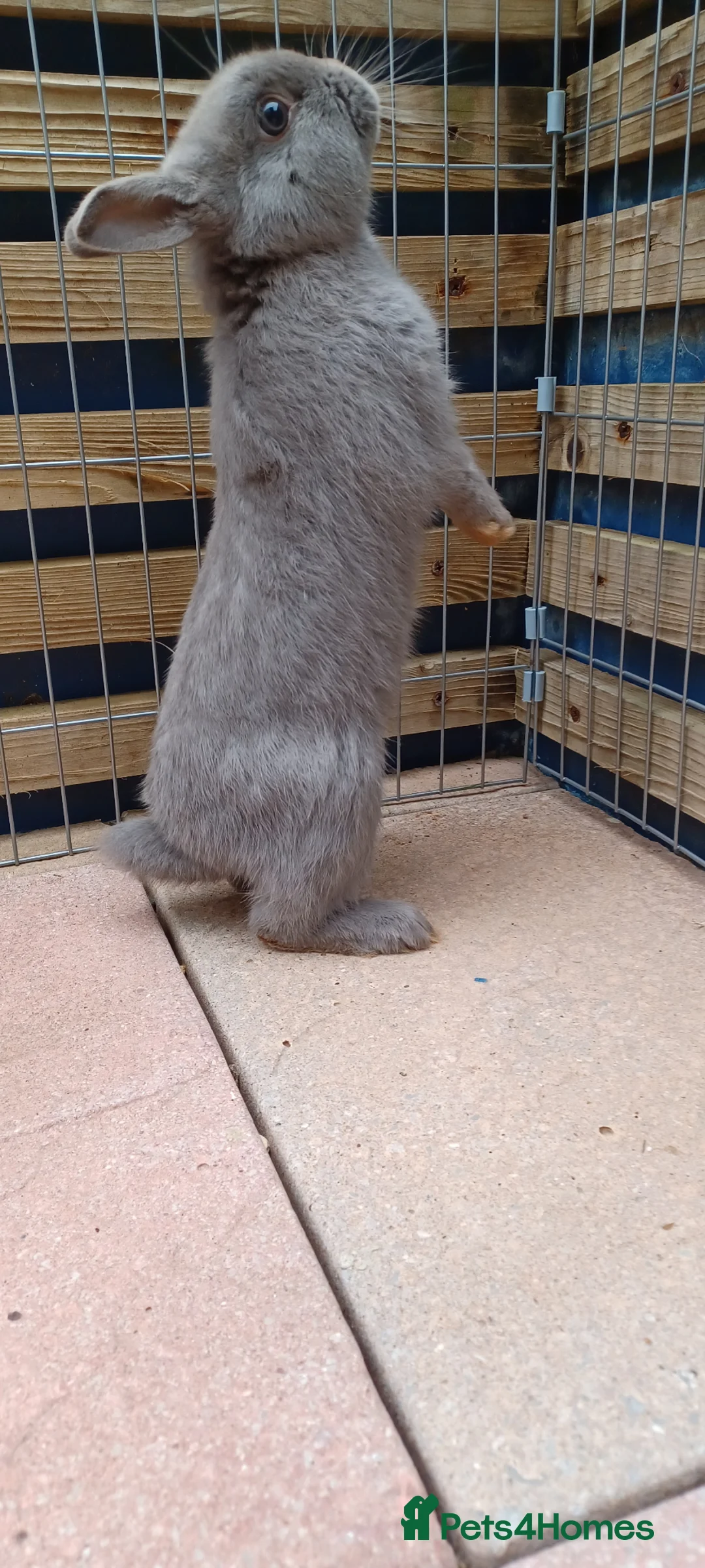Netherland Dwarf rabbits for sale: Netherland dwarf rabbit.  Male  - Advert 5