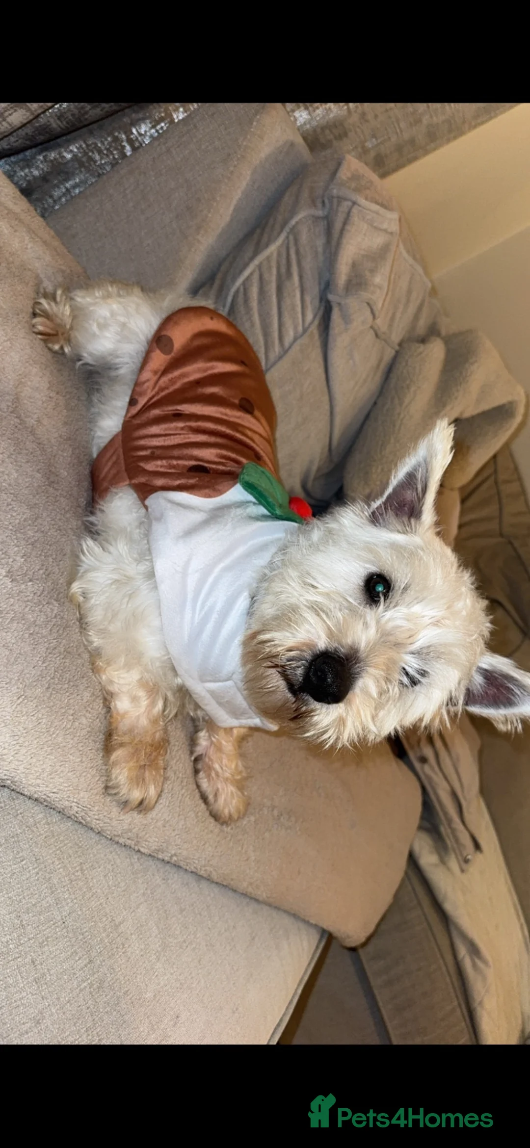 West Highland Terrier dogs for sale: West highland terriers - Advert 11