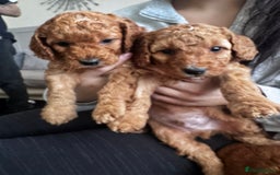 Cockapoo dogs for sale: Adorable F1B puppies born weekly pictures progress - Image 11