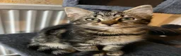 Mixed Breed cats for sale: Beautiful kittens are looking for a loving family. - Advert 2