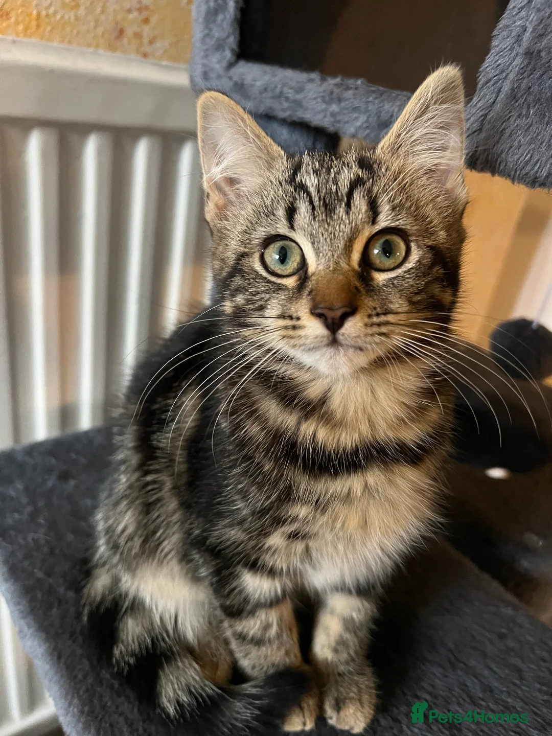Mixed Breed cats for sale: Beautiful kittens are looking for a loving family. - Advert 2