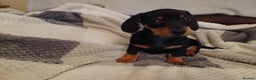 Miniature Dachshund dogs for sale: Miniature dachshund puppies - Advert 1